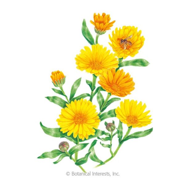 Фиалка календула