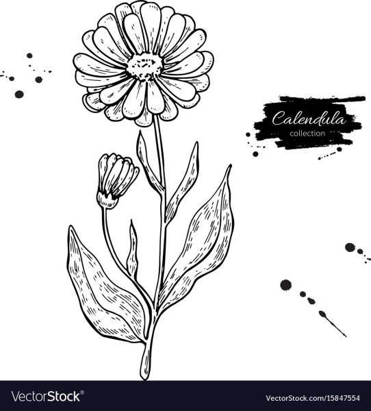 Календула раскраска