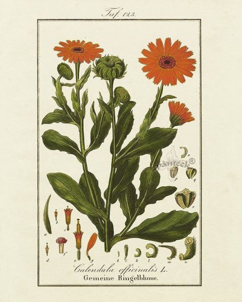 Календула Ботаническая иллюстрация