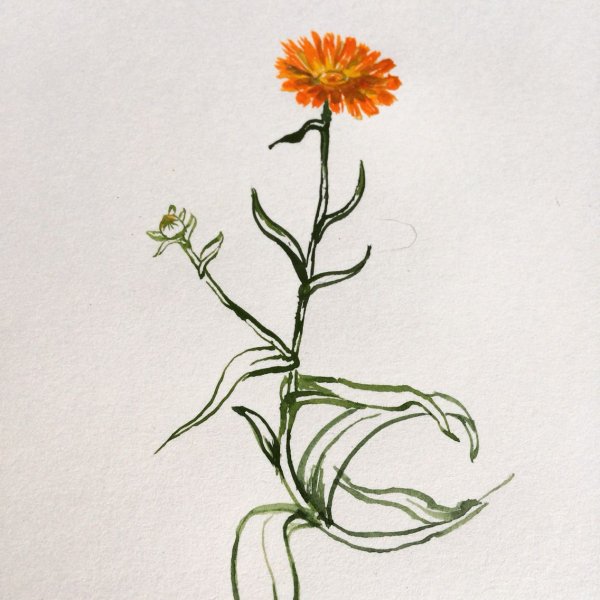 Календулы лекарственной цветки ГФ