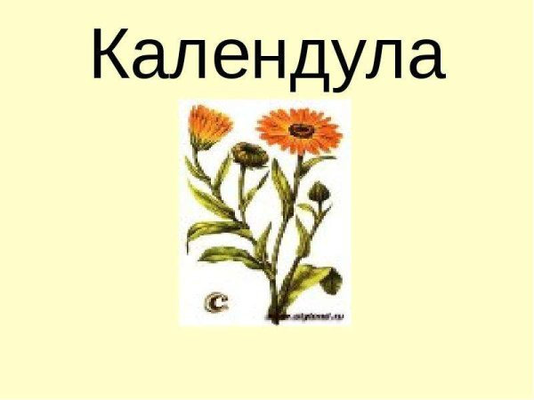 Загадка про календулу
