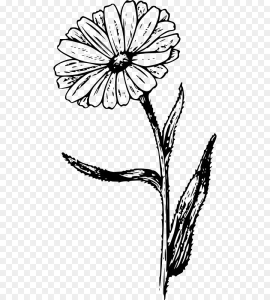 Календула карандашом