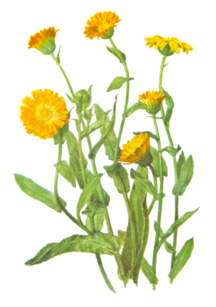 Цветки ноготков Фармакогнозия