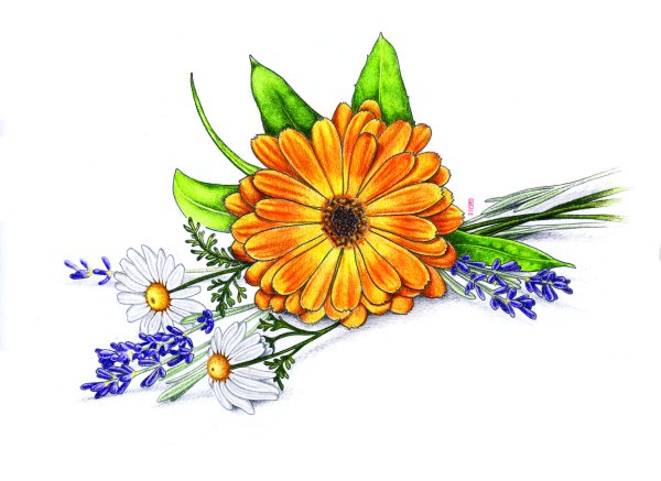 Нарисовать календулу карандашом
