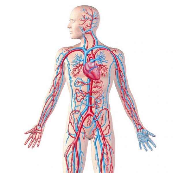 Кровеносная система человека кровеносная