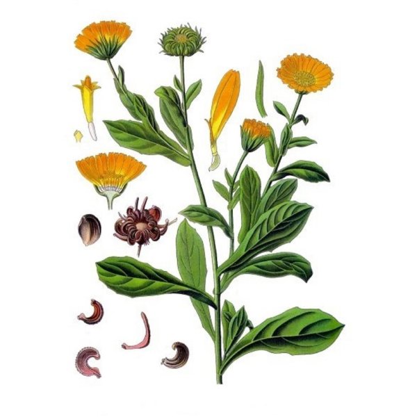 Календула ноготки Фармакогнозия