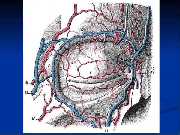 Кровоснабжение и иннервация век