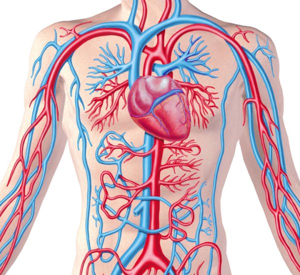 Кровеносная система