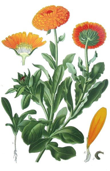 Calendula officinalis Flores гербарий