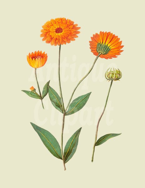 Календула вектор