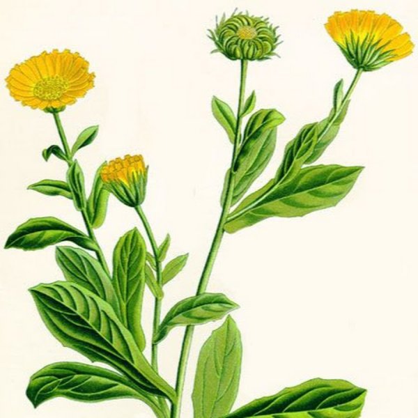 Календула Сложноцветные