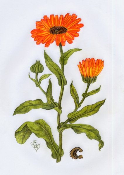 Календула обыкновенная Фармакогнозия