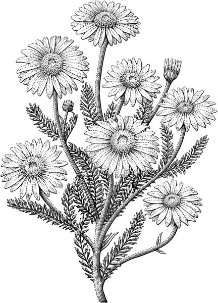 Ромашка рисунок карандашом