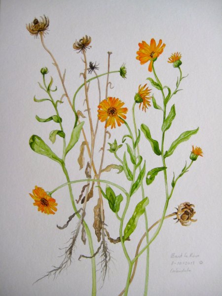 Календула лекарственная гербарий