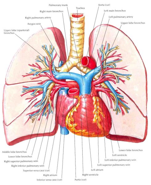 Легочная артерия и Вена анатомия
