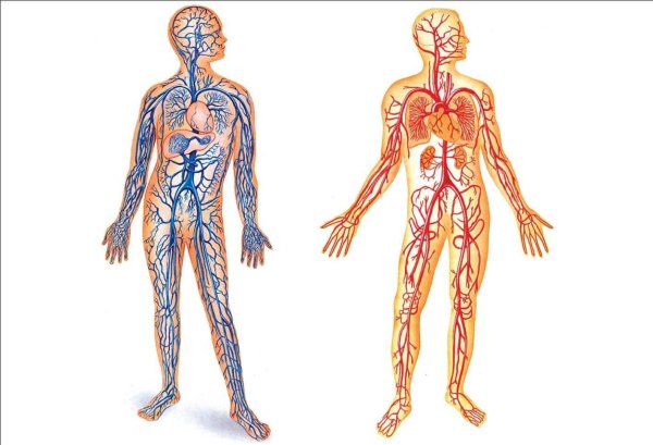 Кровеносная система человека человека