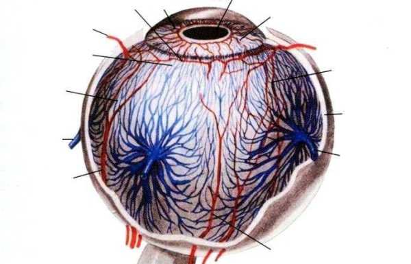 Кровеносные сосуды глаза анатомия