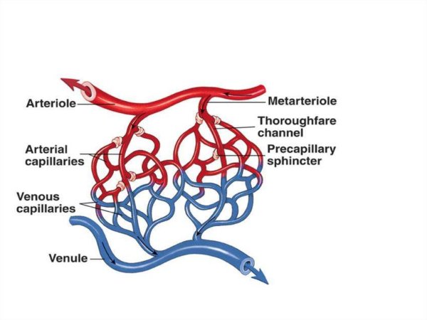 Схема строения микроциркуляторного кровеносного русла