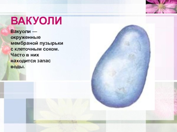 Вакуоль строение