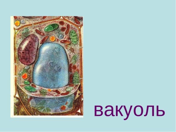 Клетка биология вакуоль