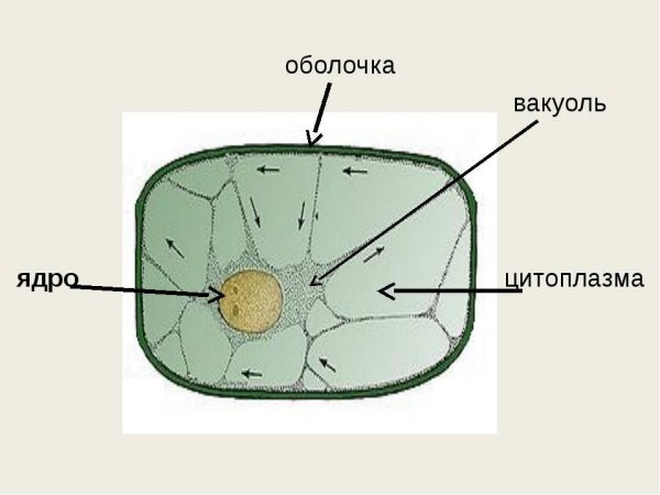 Цитоплазма растительной клетки схема