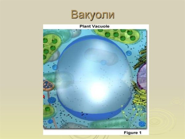 Вакуоль строение рисунок