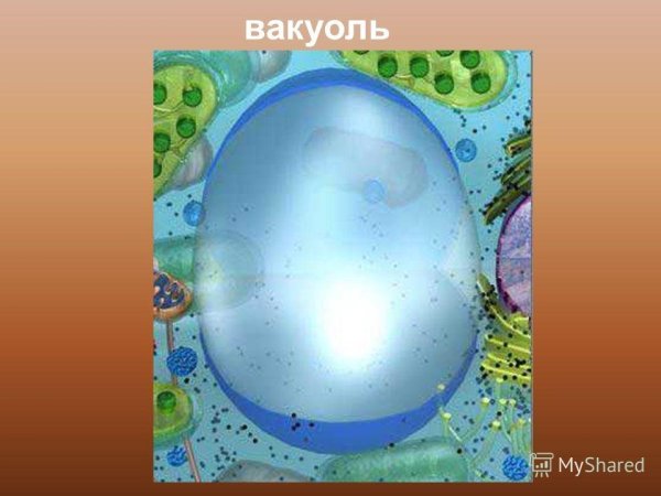 Вакуоль растительной клетки биология