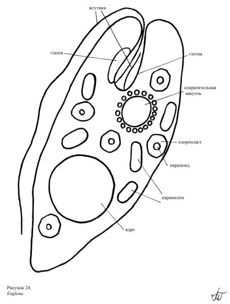 Вакуоль строение рисунок