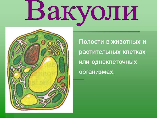 Вакуоль растительной клетки