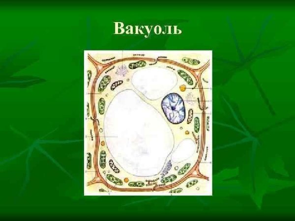 Вакуоли в клетках растений