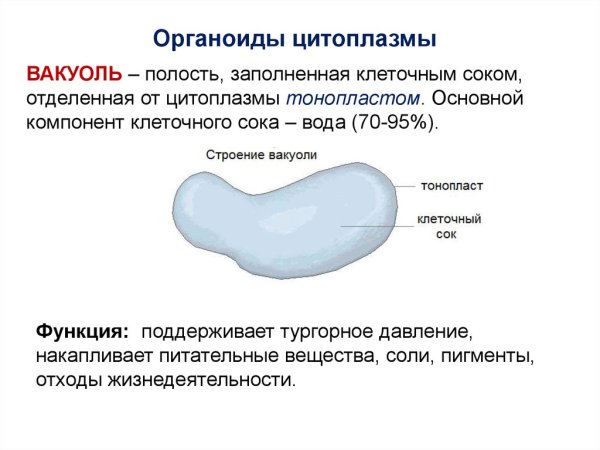 Вакуоль растительной клетки строение