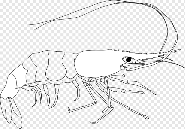 Ракообразные карандашом