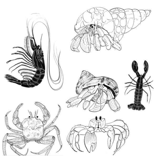 Креветка карандашом