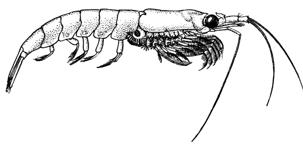 Рачок мультяшный