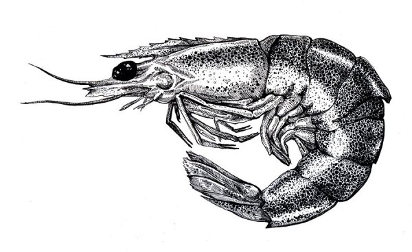 Рачок эпишура раскраска для детей