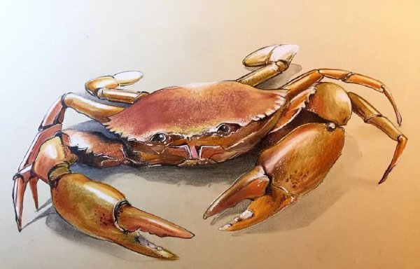 Краб набросок
