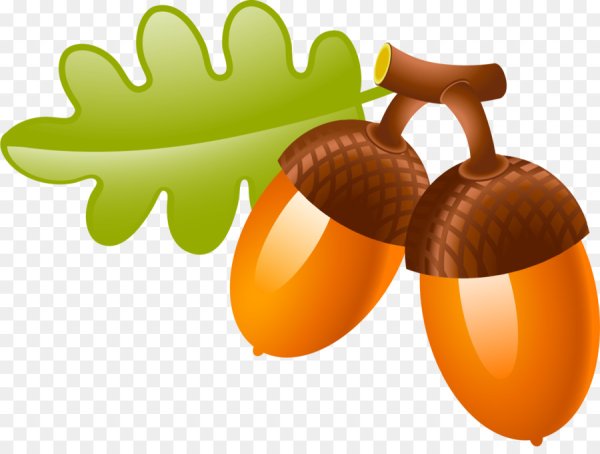 Желудь на прозрачном фоне