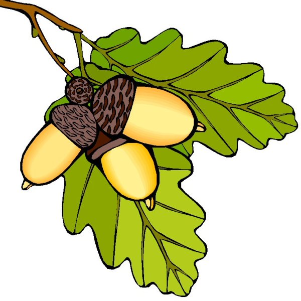 Желудь рисунок для детей