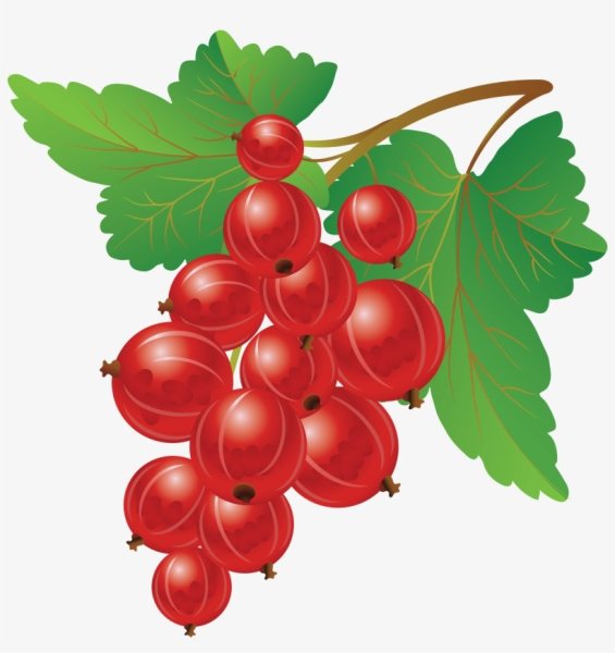 Красная смородина вектор