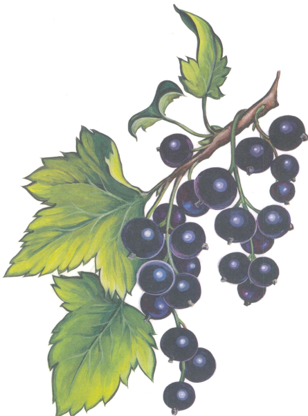 Садовые ягоды Вохринцева