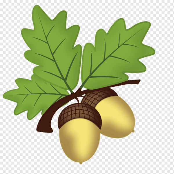 Жёлудь картинка для детей