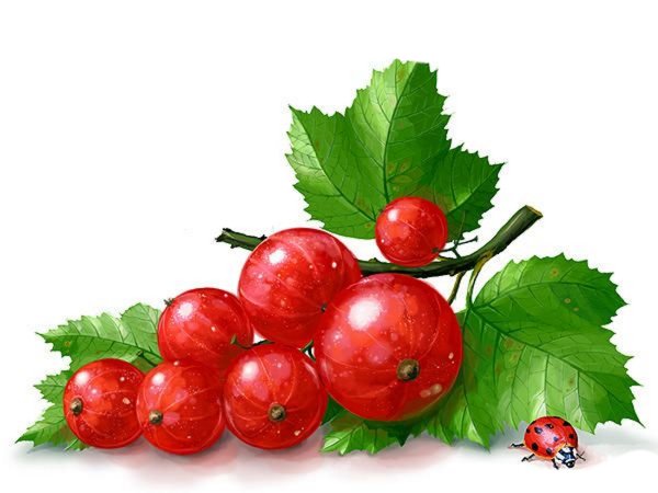 Красная смородина вектор