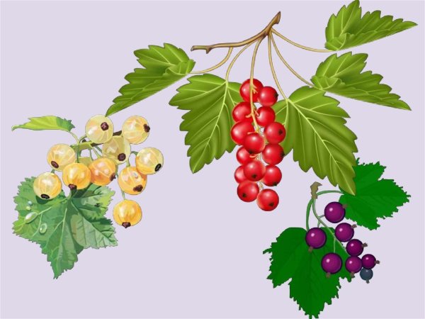 Куст смородины рисунок