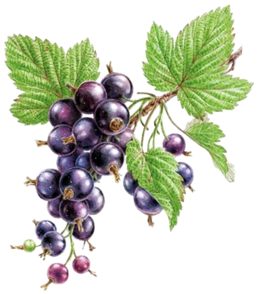 Чёрная смортдина акварель