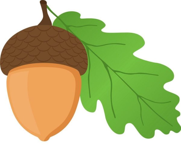 Жёлудь картинка для детей