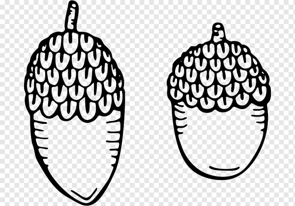 Желудь картинка