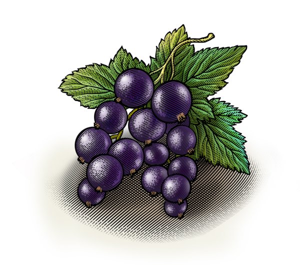 Смородина вектор