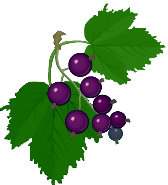 Смородина для детей