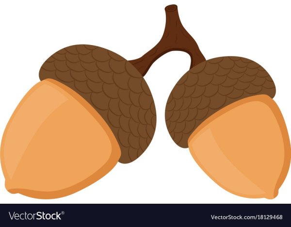 Желудь картинка для детей на прозрачном фоне