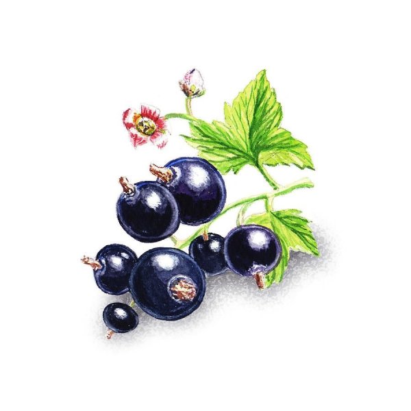 Смородина акварель